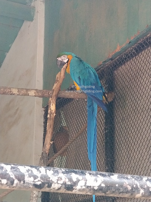 bird in nainital zoo