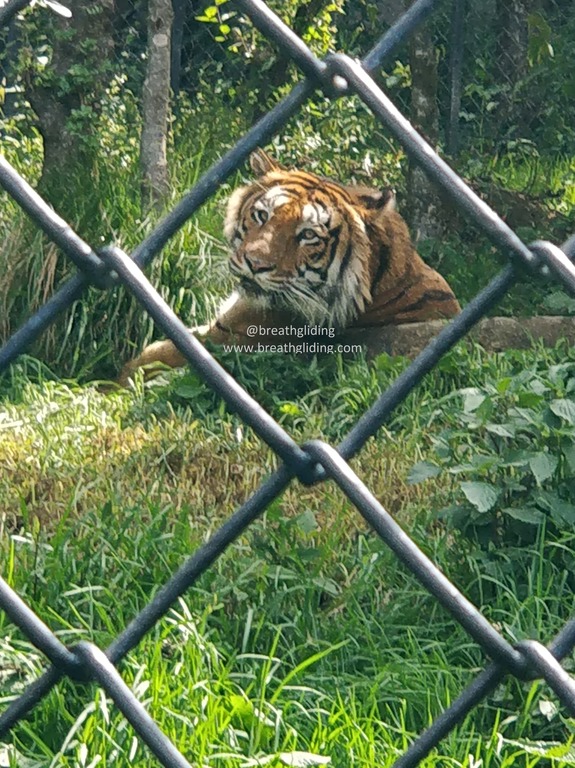 tiger in nainital zoo